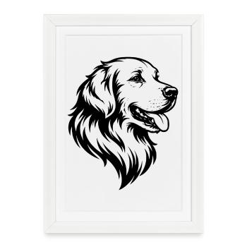 Golden retriever - Affiche encadrée (27 × 37 cm) - blanc - Devant