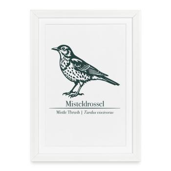 Mistletoe Thrush Silhouette | Ornithology Drawing - Framed poster (27 × 37 cm) - white - Front