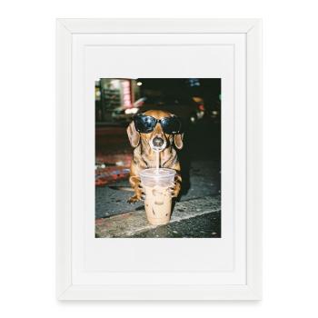 Teckel buvant un café glacé, photo drôle de teckel - Affiche encadrée (27 × 37 cm) - blanc - Devant