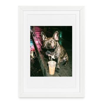 Bouledogue français buvant du café glacé - Affiche encadrée (27 × 37 cm) - blanc - Devant