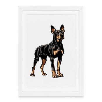 Doberman - Affiche encadrée (27 × 37 cm) - blanc - Devant