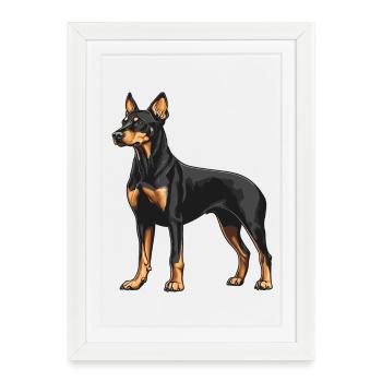 Doberman - Framed poster (27 × 37 cm) - white - Front