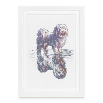 Maltese with water reflection - Framed poster (27 × 37 cm) - white - Front