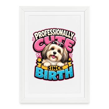 Havanese - Framed poster (27 × 37 cm) - white - Front