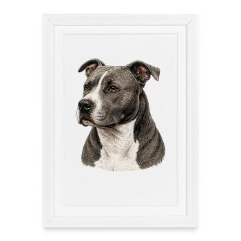  American Staffordshire Terrier Realistisches - Gerahmtes Poster (27 × 37 cm) - Weiß - Vorne