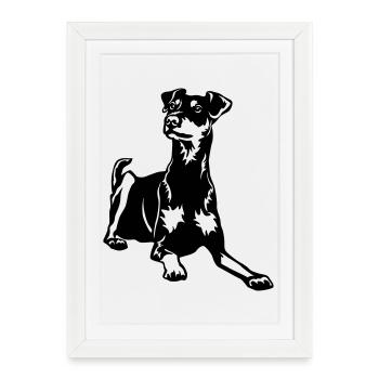 Pinscher allemand - Affiche encadrée (27 × 37 cm) - blanc - Devant