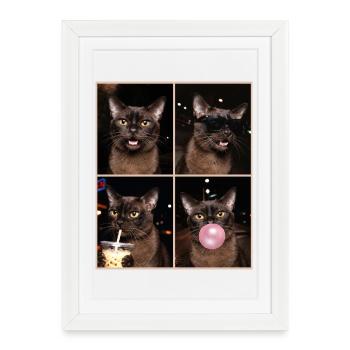Cats European Burmese Cat - Framed poster (27 × 37 cm) - white - Front