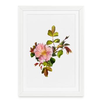 Fleur de rose rose délicate - Affiche encadrée (27 × 37 cm) - blanc - Devant