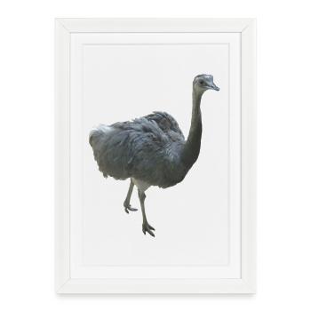Bird Nandu - Framed poster (27 × 37 cm) - white - Front