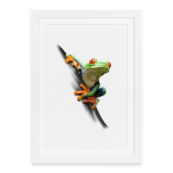 Grenouille - Affiche encadrée (27 × 37 cm) - blanc - Devant