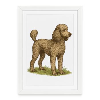 Grand caniche - Affiche encadrée (27 × 37 cm) - blanc - Devant