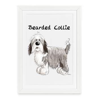 Mignon Bearded Collie - Affiche encadrée (27 × 37 cm) - blanc - Devant