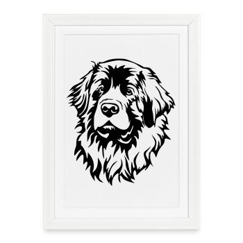 Leonberger Kopf - Affiche encadrée (27 × 37 cm) - blanc - Devant