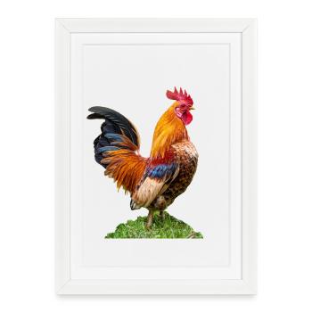 coq mâle fier. Recadré,Icône Chef - Affiche encadrée (27 × 37 cm) - blanc - Devant