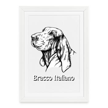 Bracco Italiano Portrait avec texte - Affiche encadrée (27 × 37 cm) - blanc - Devant