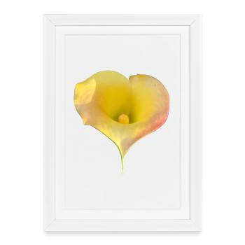 LYS CALLA JAUNE - Affiche encadrée (27 × 37 cm) - blanc - Devant