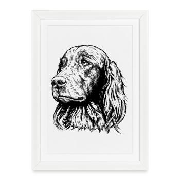 Portrait de setter irlandais - Affiche encadrée (27 × 37 cm) - blanc - Devant