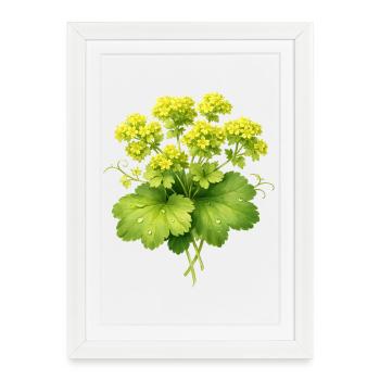 Lady's mantle plant with flowers - Framed poster (27 × 37 cm) - white - Front