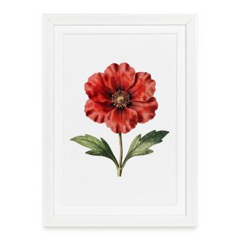 Pavot Rouge Illustration Botanique - Affiche encadrée (27 × 37 cm) - blanc - Devant