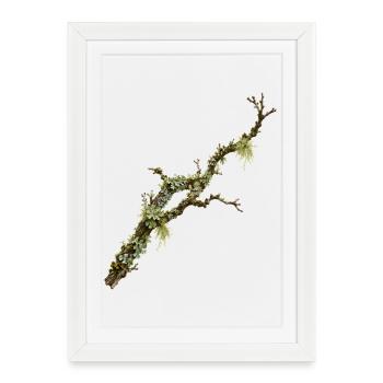 Conception de la nature de la forêt Lichen Branch - Affiche encadrée (27 × 37 cm) - blanc - Devant