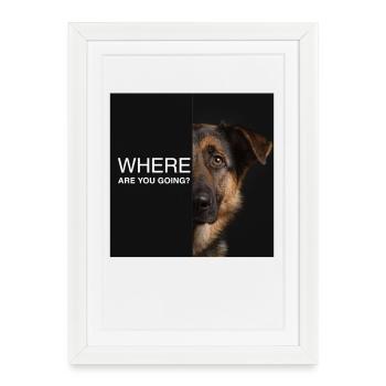 Où vas-tu ? Berger allemand qui dit triste - Affiche encadrée (27 × 37 cm) - blanc - Devant