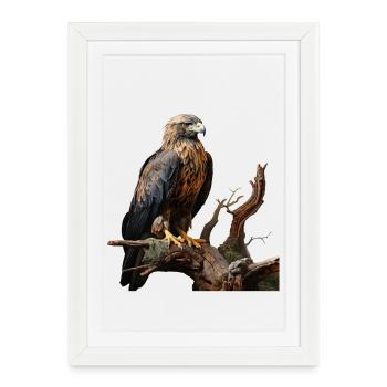 Aigle impérial sur branche moussue - Affiche encadrée (27 × 37 cm) - blanc - Devant