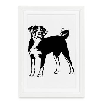 Appenzell Mountain Dog - Framed poster (27 × 37 cm) - white - Front