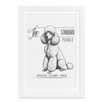 Caniche standard Élégance et fierté - Affiche encadrée (27 × 37 cm) - blanc - Devant