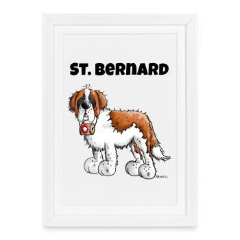 Saint Bernard - Affiche encadrée (27 × 37 cm) - blanc - Devant