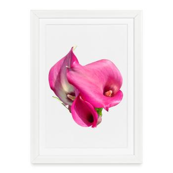 Pink Calla Flower Trio - Framed poster (27 × 37 cm) - white - Front