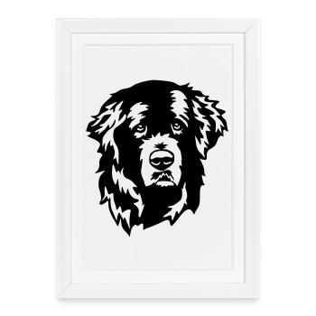 Newfoundland head - Framed poster (27 × 37 cm) - white - Front