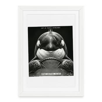 Fish Flashed - Framed poster (27 × 37 cm) - white - Front