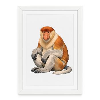 Proboscis monkey - Framed poster (27 × 37 cm) - white - Front