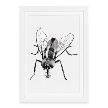 Mouche noire - Affiche encadrée (27 × 37 cm) - blanc - Devant
