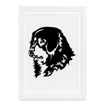 Tête de chien tibétain - Affiche encadrée (27 × 37 cm) - blanc - Devant