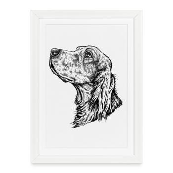 Portrait de setter irlandais - Affiche encadrée (27 × 37 cm) - blanc - Devant