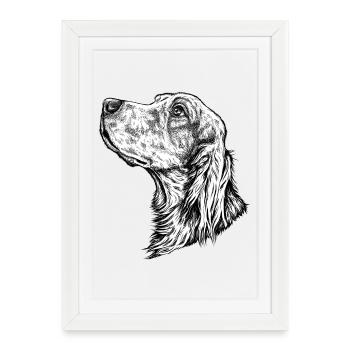 Portrait de setter irlandais - Affiche encadrée (27 × 37 cm) - blanc - Devant