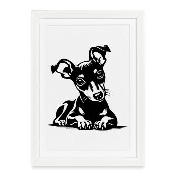 Miniature Pinscher - Framed poster (27 × 37 cm) - white - Front