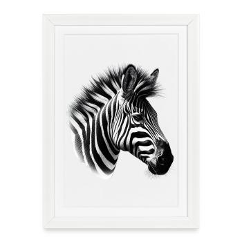 Zèbre - Affiche encadrée (27 × 37 cm) - blanc - Devant