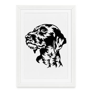 German Wirehaired Pointer head - Framed poster (27 × 37 cm) - white - Front
