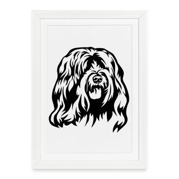 Tête de terrier tibétain - Affiche encadrée (27 × 37 cm) - blanc - Devant