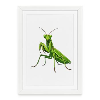 mante - Affiche encadrée (27 × 37 cm) - blanc - Devant