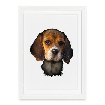Beagle - Affiche encadrée (27 × 37 cm) - blanc - Devant
