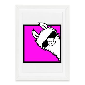 Lama Cool jette un œil autour des lunettes de soleil latérales du coin Alpaga - Affiche encadrée (27 × 37 cm) - blanc - Devant