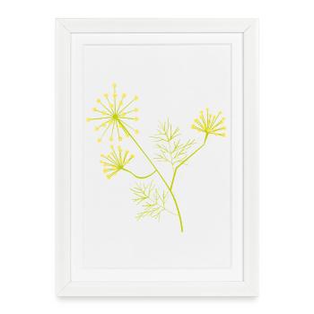 aneth en fleurs - Illustration de plante botanique - Affiche encadrée (27 × 37 cm) - blanc - Devant