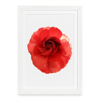 Camélia magique fleur rouge - Affiche encadrée (27 × 37 cm) - blanc - Devant