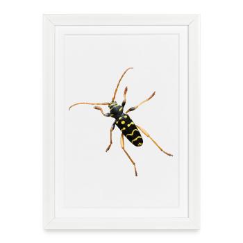 Oak ram buck - Framed poster (27 × 37 cm) - white - Front