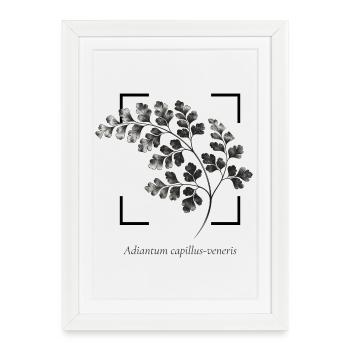 Maidenhair fern - Framed poster (27 × 37 cm) - white - Front