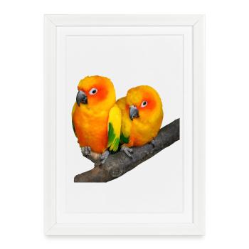 Oiseaux - Affiche encadrée (27 × 37 cm) - blanc - Devant