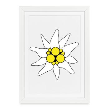 Edelweiss - Affiche encadrée (27 × 37 cm) - blanc - Devant